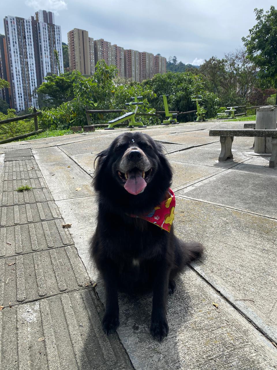 Laira, la perrita a la que estás ayudando